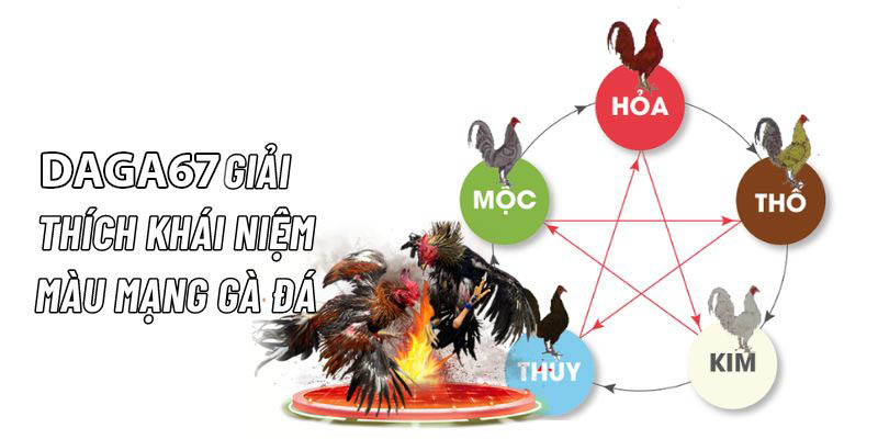 màu mạng gà đá