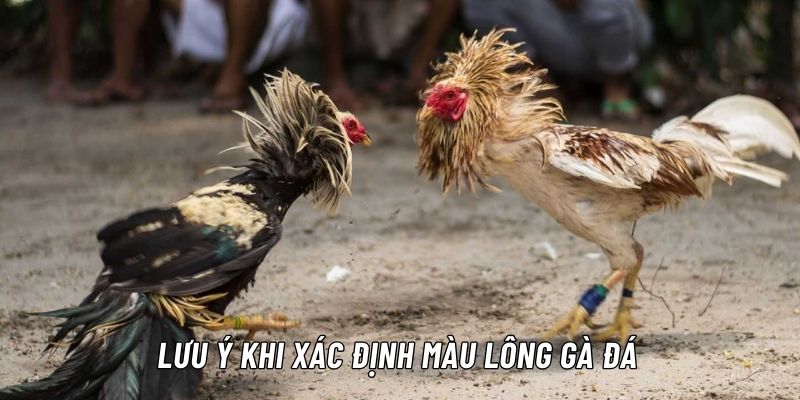 màu mạng gà đá