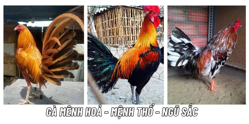 màu mạng gà đá