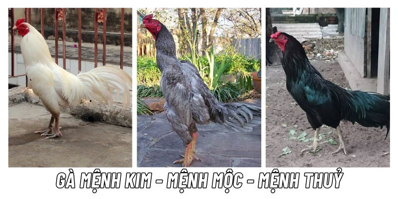 màu mạng gà đá