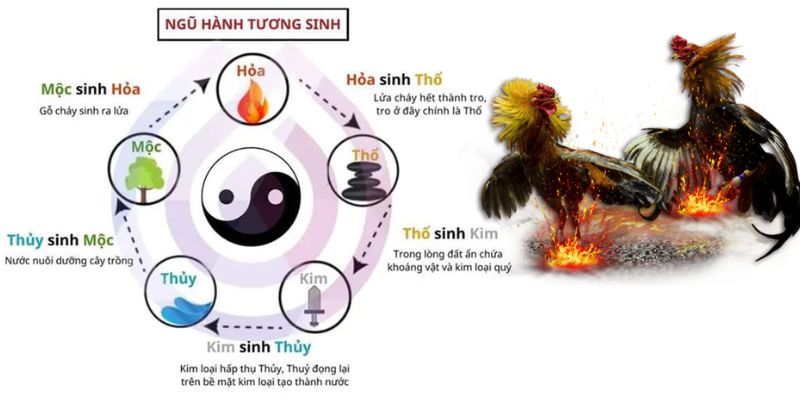 màu mạng gà đá