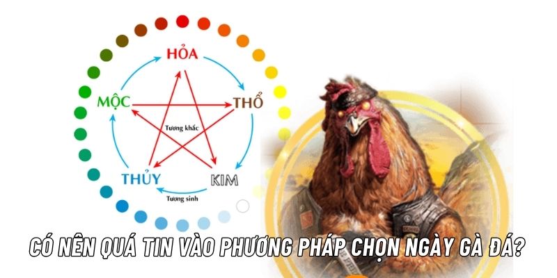 màu mạng gà đá