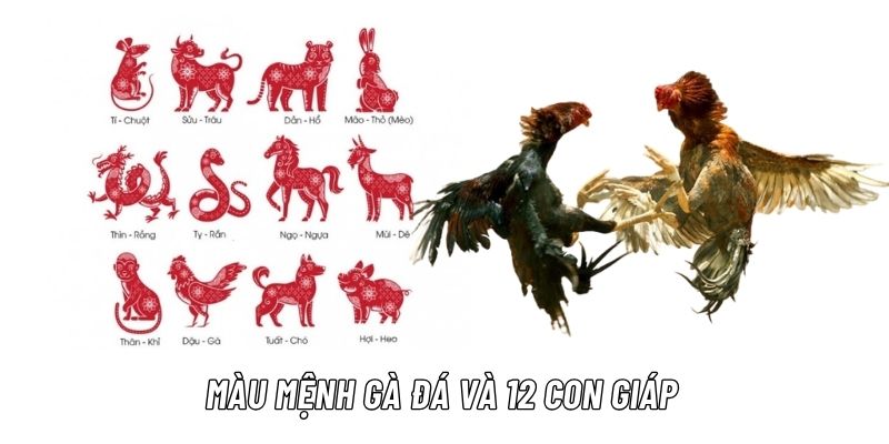 màu mạng gà đá