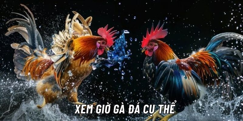 màu mạng gà đá