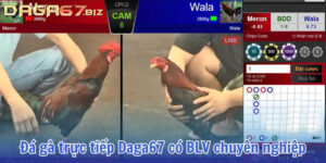 trực tiếp đá gà 67