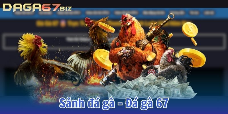 đá gà 67