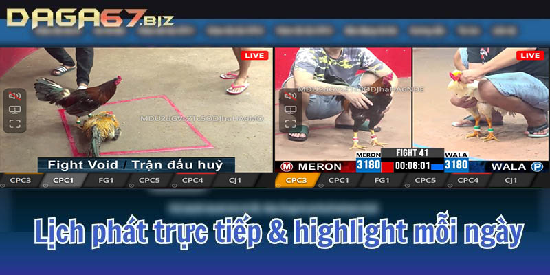 đá gà 67