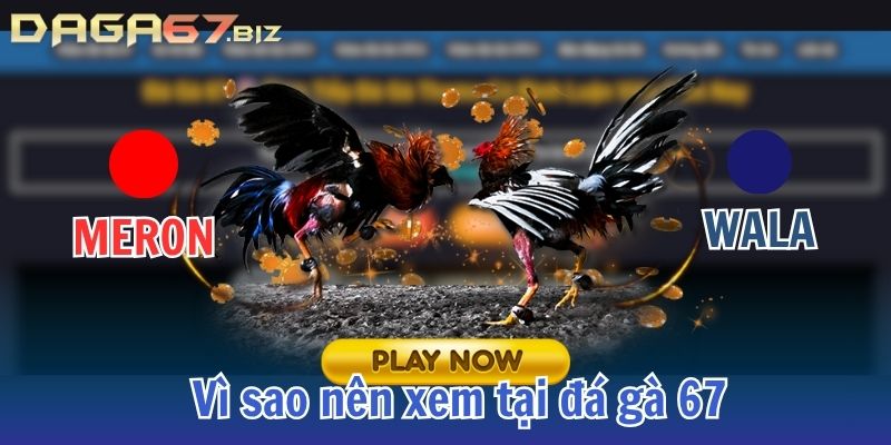 đá gà 67
