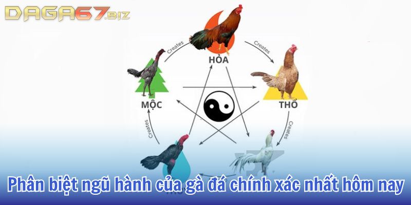 ngày tốt đá gà